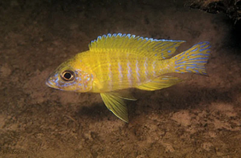 Gul Påfugle Cichlide (Aulonocara sp. Stuartgranti Maleri, Maleri Is.)